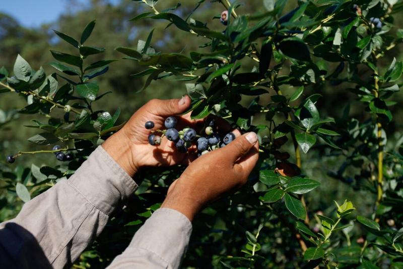 PLANES DE NEGOCIOS DE BERRIES Y TRUCHA BENEFICIAN A 170 FAMILIAS EN CAJAMARCA