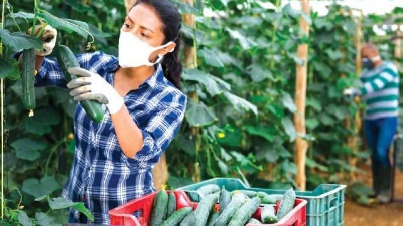 Plantean mayor capacitación a agricultores en uso de pesticidas para combatir plagas
