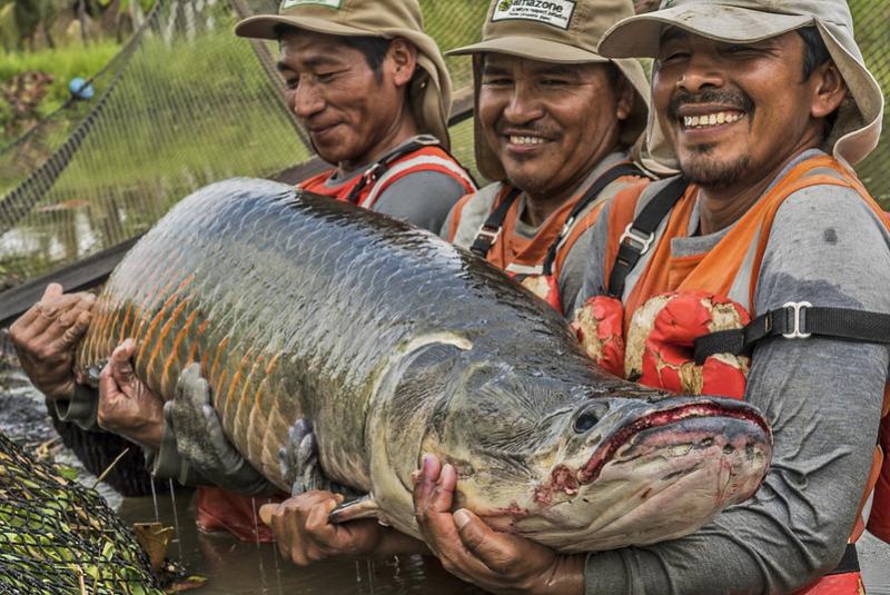 PNIPA invirtió S/ 380 millones para la ejecución de más de 1.900 proyectos de innovación en pesca y acuicultura