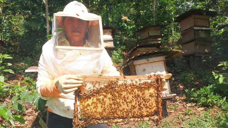 Población de colmenas en nuestro país sobrepasa las 300 mil