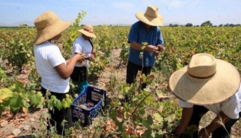 Pobreza entre los trabajadores asalariados en la agroindustria se redujo 55% entre el 2004 y 2017