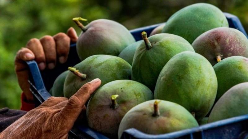 ¿Por qué no floreció el mango en Piura y Casma?