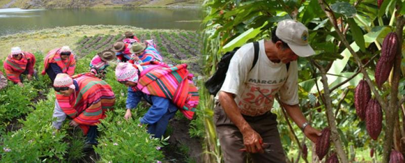 Potenciar la Agricultura de Sierra y Selva