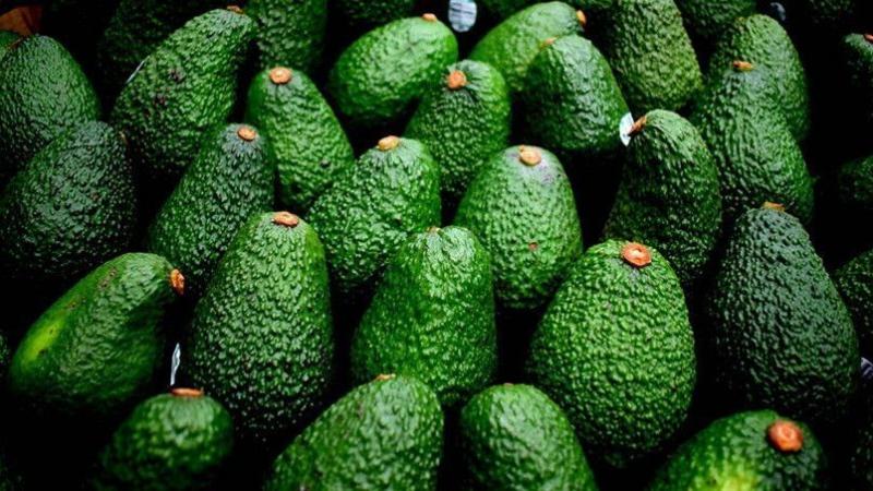 Precios promedio de la palta en el mercado internacional han descendido consistentemente en las últimas semanas