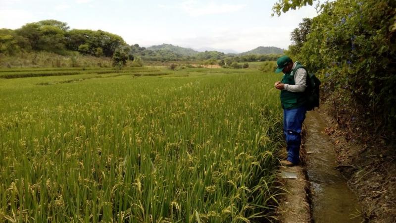 Presentan proyecto con sensores y monitoreo en tiempo real para proteger el arroz frente al cambio climático