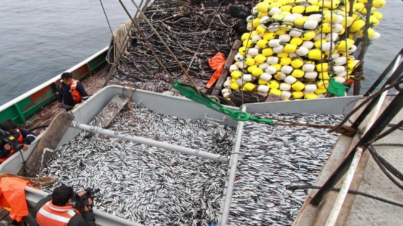 Primera temporada de anchoveta generará divisas por US$ 1.800 millones