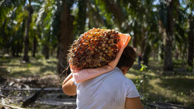 ProAmazonía: “La palma aceitera impulsa desarrollo sostenible, empleo y formalidad”