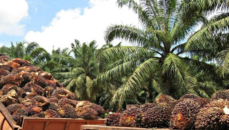 Producción agrícola de los principales cultivos de importancia económica en UcayaIi aumentó 33%