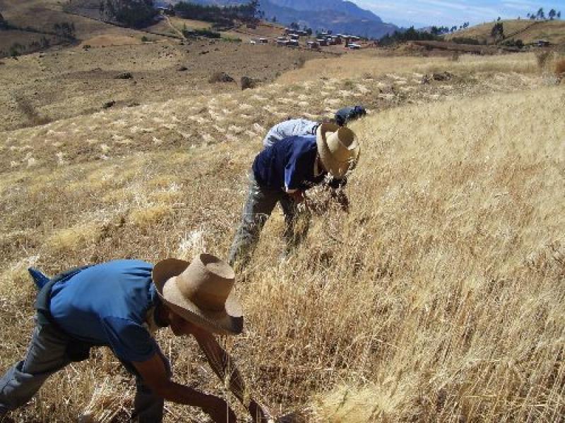 PRODUCCIÓN AGROPECUARIA CRECIÓ 3.1% EN AGOSTO DE ESTE AÑO