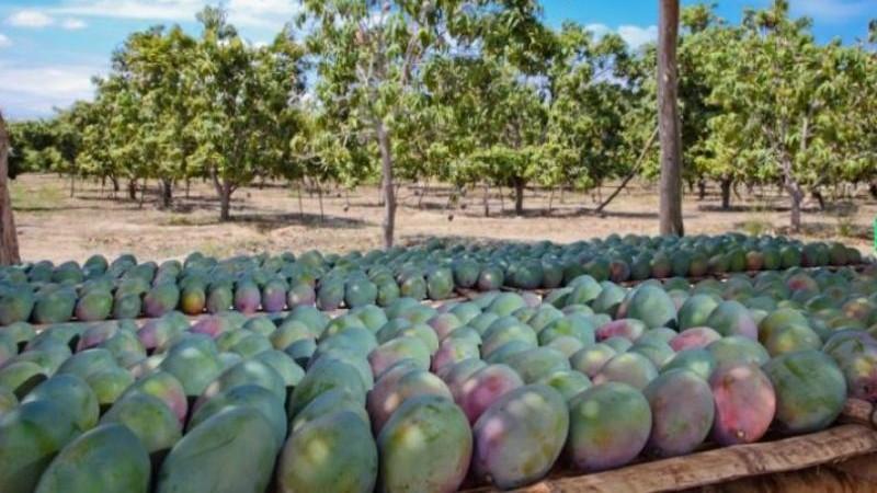 Producción agropecuaria de Perú creció 3.8% entre enero y julio de 2025