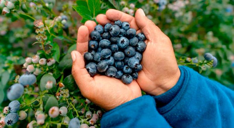 Producción de arándanos en México caerá 9% en 2025 ante competencia y desafíos climáticos