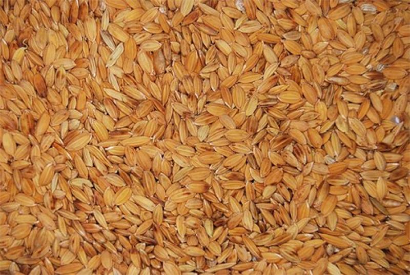 PRODUCCIÓN DE ARROZ CÁSCARA AUMENTÓ EN 35,9% EN MARZO