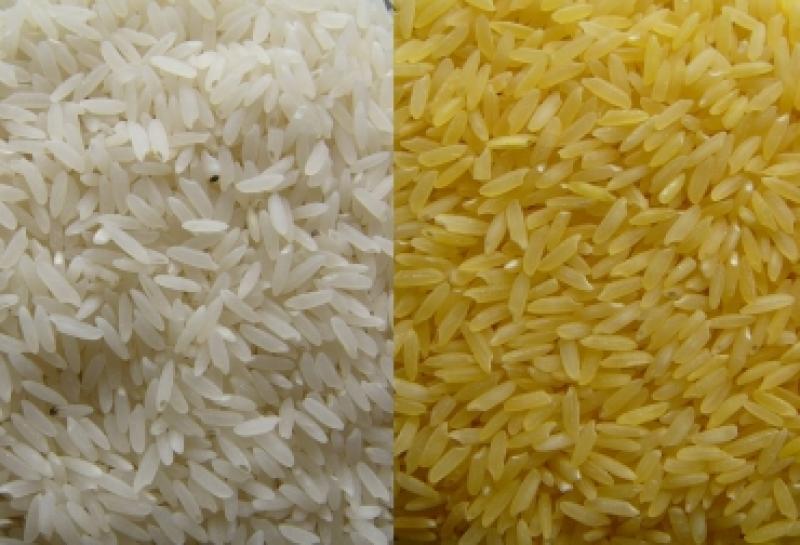 Producción de arroz y maíz cayó más del 20 % en junio por escasez de fertilizante