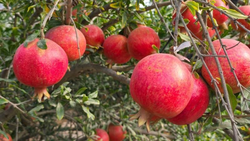 Producción de granada de Perú crecería alrededor de 18% en la campaña 2025