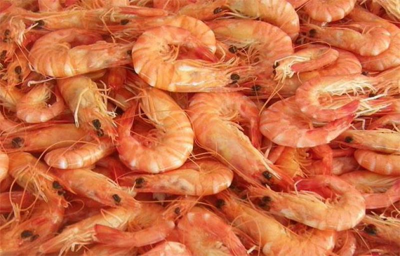 Producción de langostinos por parte de Ecosac creció 16% este año