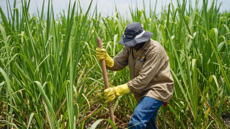 Producción mundial de azúcar creció 4.58% en la campaña 2025/2026
