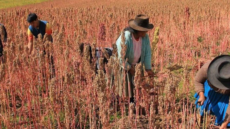 Producción nacional agropecuaria crece 6.3% entre enero y abril del presente año