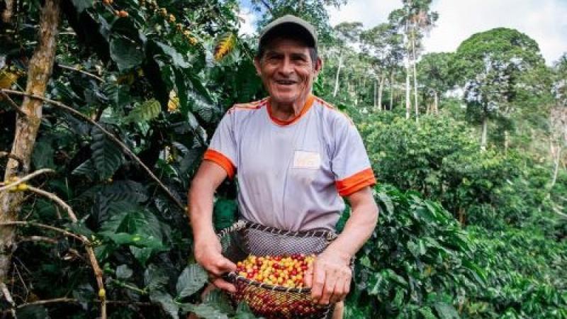 Produce destina más de S/ 28 millones  para impulsar 227 iniciativas innovadoras y sostenibles en el sector cafetalero peruano