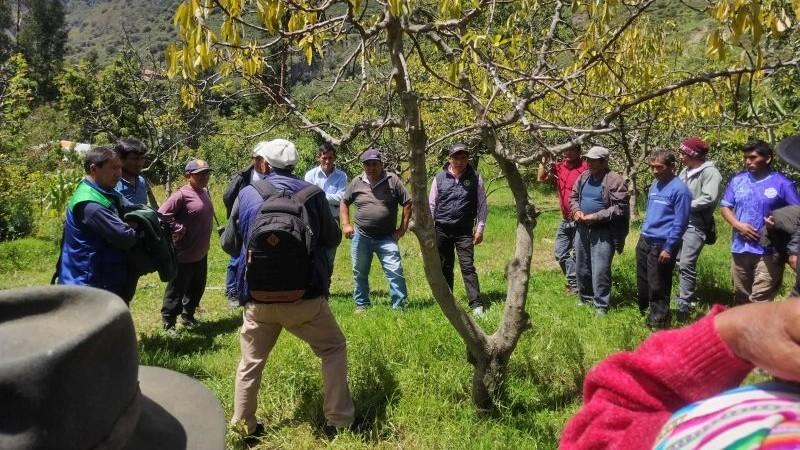 Productores agrarios de Huancavelica adoptan tecnologías para mejorar calidad de la palta