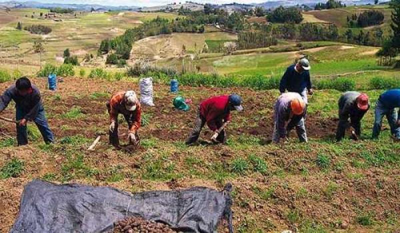 PRODUCTORES CREARÁN LA FEDERACIÓN NACIONAL DE COOPERATIVAS AGRARIAS 