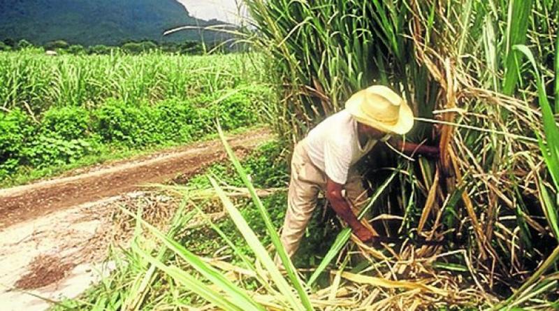 Productores de caña de Lambayeque reciben menos recurso hídrico del que solicitaron