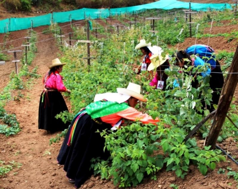 PRODUCTORES DE FRAMBUESA TENDRÁN INGRESOS SUPERIORES A LOS S/. 250 MIL