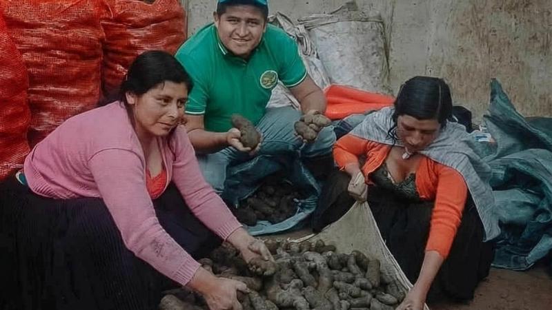 Productores de Pachitea despachan 54 toneladas de papas nativas para la industria