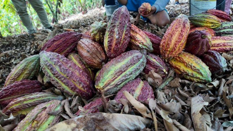 Productores de San Martín exportan 100 toneladas de cacao a Europa cumpliendo con la normatividad sobre libre deforestación
