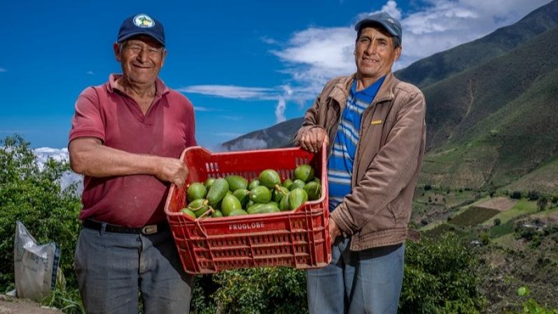 Productores del Valle Fortaleza logran exportar 327 toneladas de palta Hass a Europa