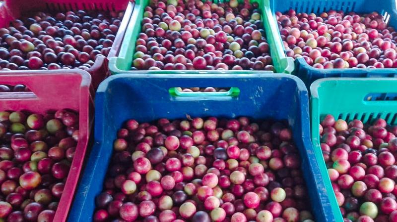 Productores loretanos cierran negocio de 3.5 toneladas de camu camu con industria de jugos