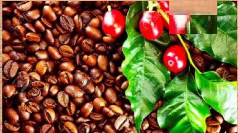 Productos orgánicos: Perú tiene ventajas competitivas en mercado internacional