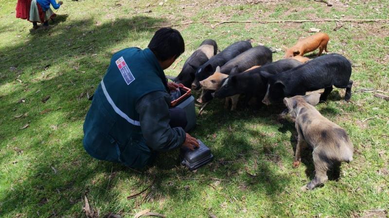 Programa PAIS y Senasa vacunan a más de mil cerdos contra la peste porcina en Áncash