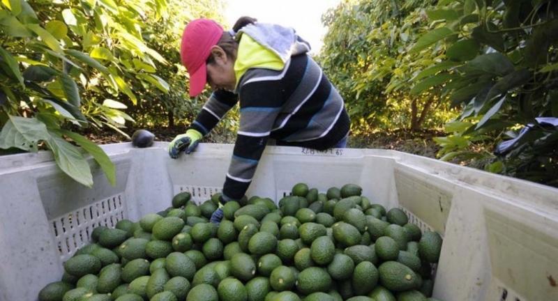 ProHass: producción de palta Hass en la costa norte peruana se recupera en la presente campaña