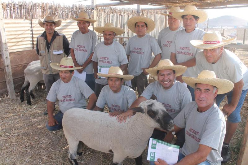 Promueven mejoramiento genético de ganado en el valle de Tambo