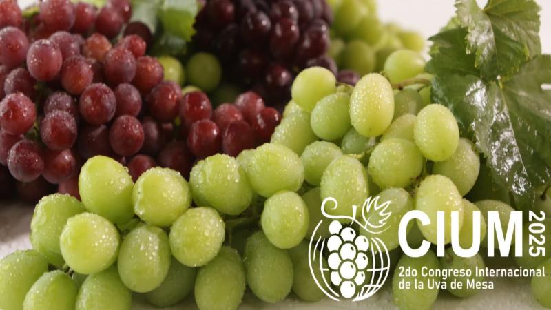 Provid realizará el II Congreso Internacional de la Uva de Mesa en Lima