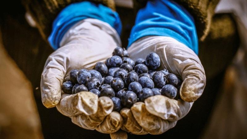 Proyección de exportaciones de arándano peruano cae a 366 mil toneladas por El Niño