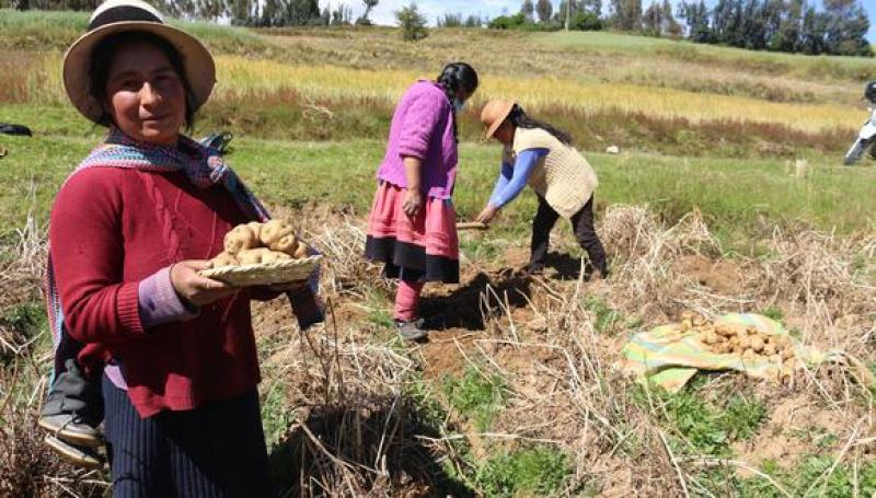 Publican ley que reemplaza Sierra y Selva Exportadora por Agromercado