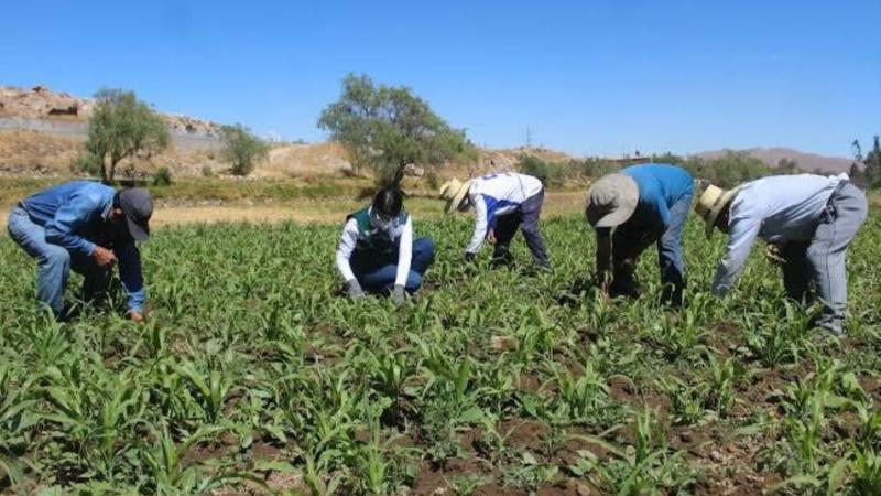 Publican proyecto de reglamento de Ley de Reconversión Productiva Agropecuaria
