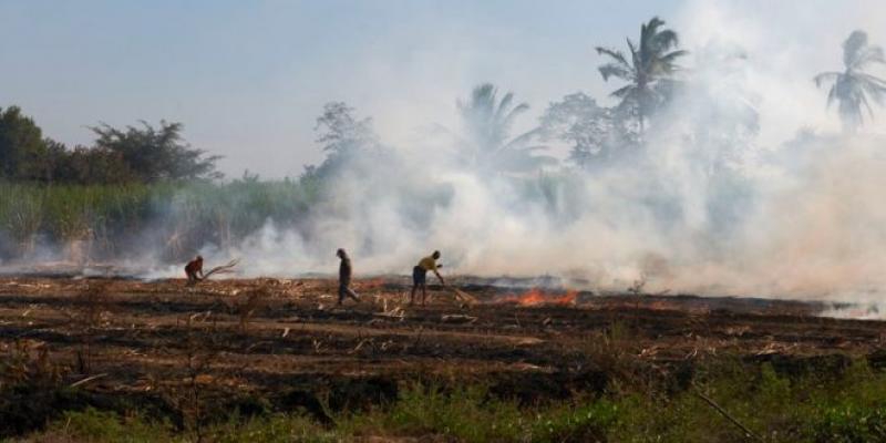 Publicarán proyecto de Decreto Supremo que aprueba el Reglamento de la Ley que regula la quema en pie de cultivos de caña de azúcar 
