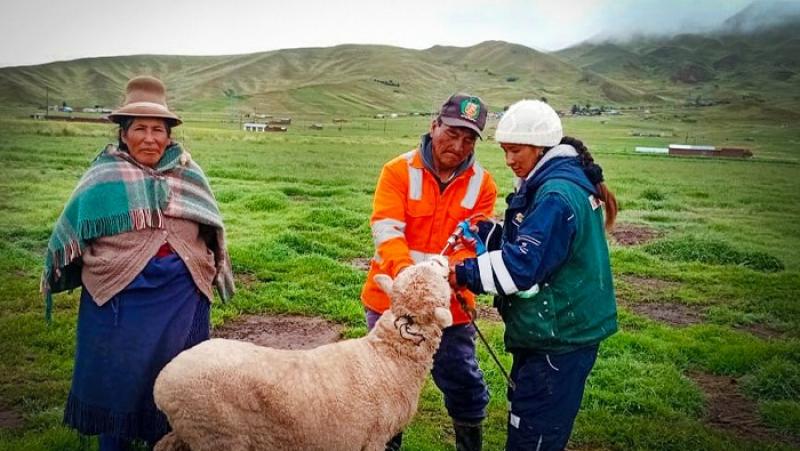 Puno: Agro Rural entregó kits veterinarios en beneficio de 1.790 familias ganaderas de la provincia de Melgar