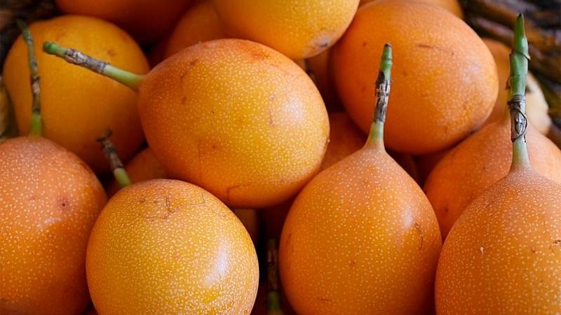 Puno: organización de pequeños productores de Quiaca comercializaron 300 kilos de granadilla orgánica a empresa Organic Peruvian Foods