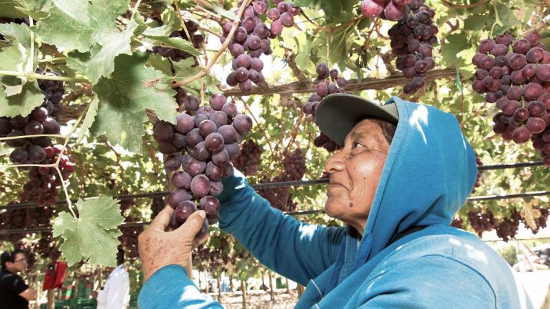 Reaccionemos ante el peor momento de la economía y la agricultura peruana