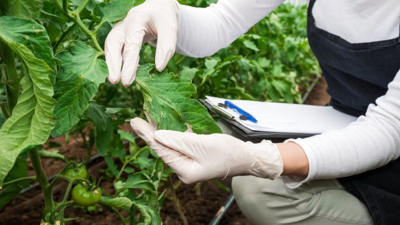 Reino Unido se acerca a la aprobación de la edición genética en agricultura