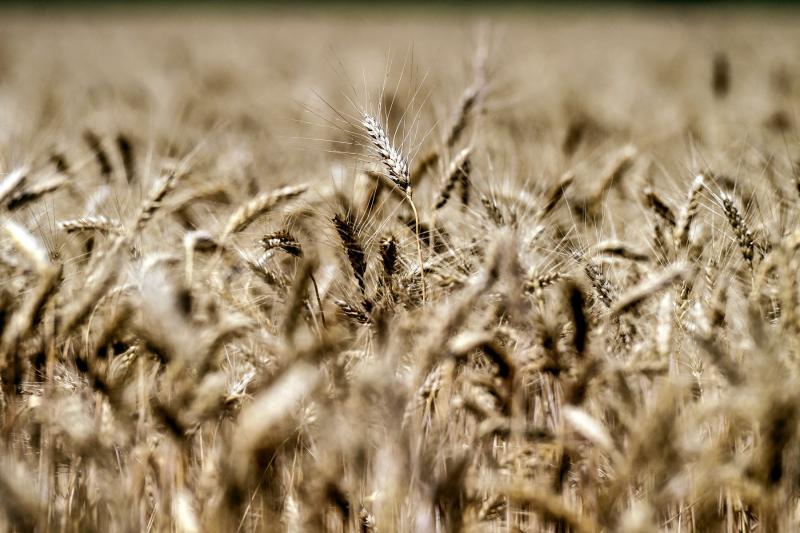 Rusia y Ucrania suspenden exportación de trigo: ¿afectará los precios en Perú?