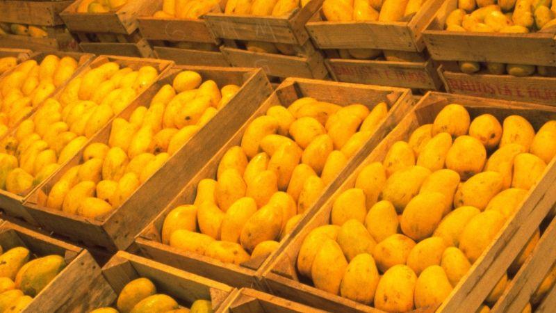 Sabores e identidad: el mango como expresión cultural en diferentes sociedade 