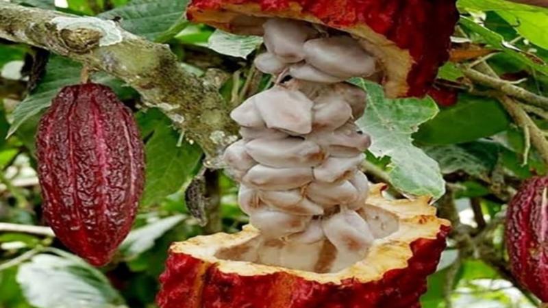 San Martín: potenciarán competitividad comercial de cinco productos de Mariscal Cáceres