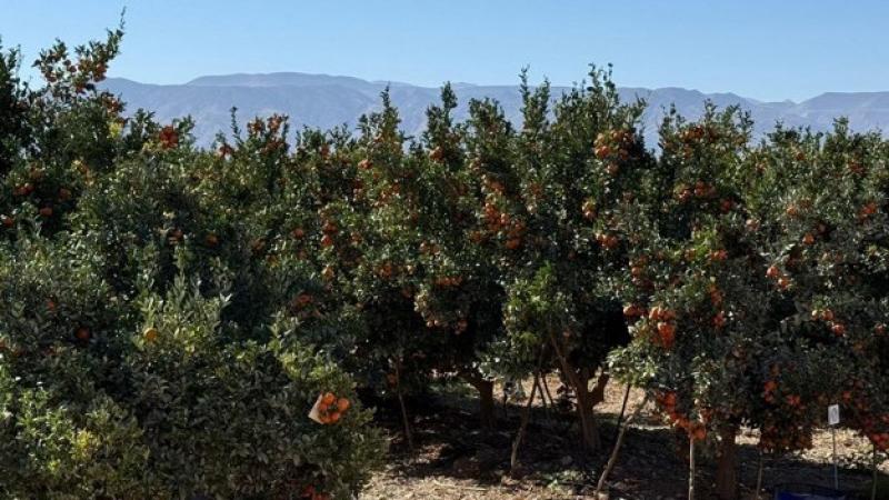 Se espera que los aranceles tengan un impacto limitado en la importación de cítricos del hemisferio sur a Estados Unidos