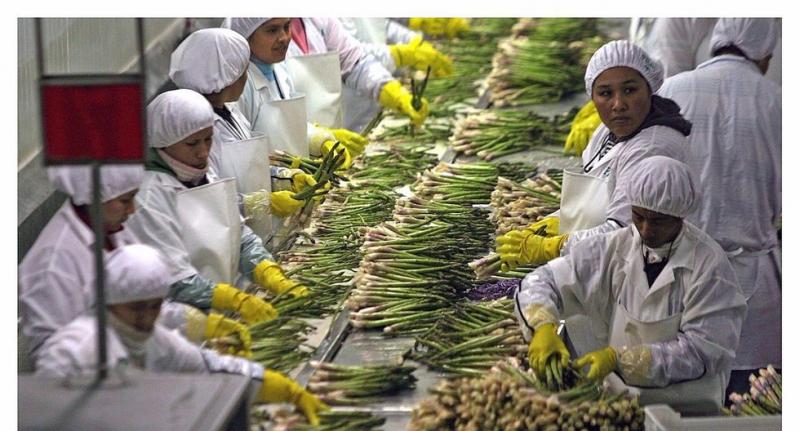 ¿Se redujo la informalidad del sector agrícola en la última década?