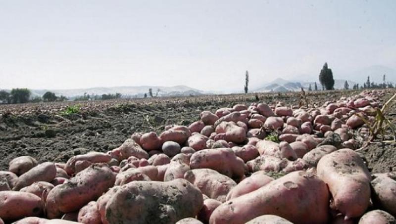 Se sembrarán 20 mil hectáreas menos de arroz, papa y cebolla en nueva campaña