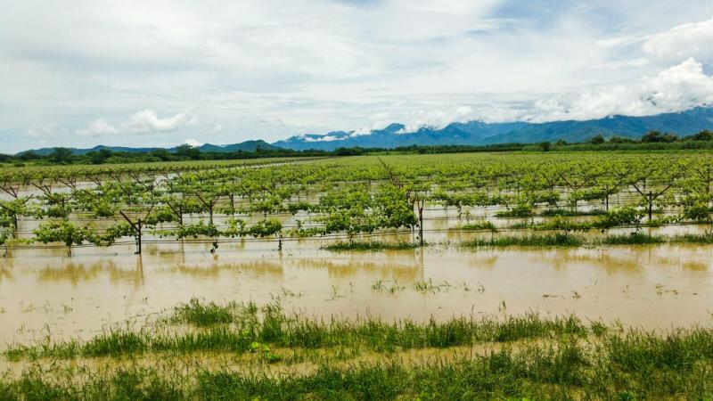 “Se vienen meses complejos para el agro peruano, pero deberá mostrar resiliencia”